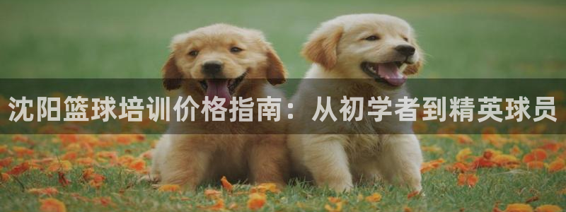 焦点娱乐平台总代理开户：沈阳篮球培训价格指南：从初学